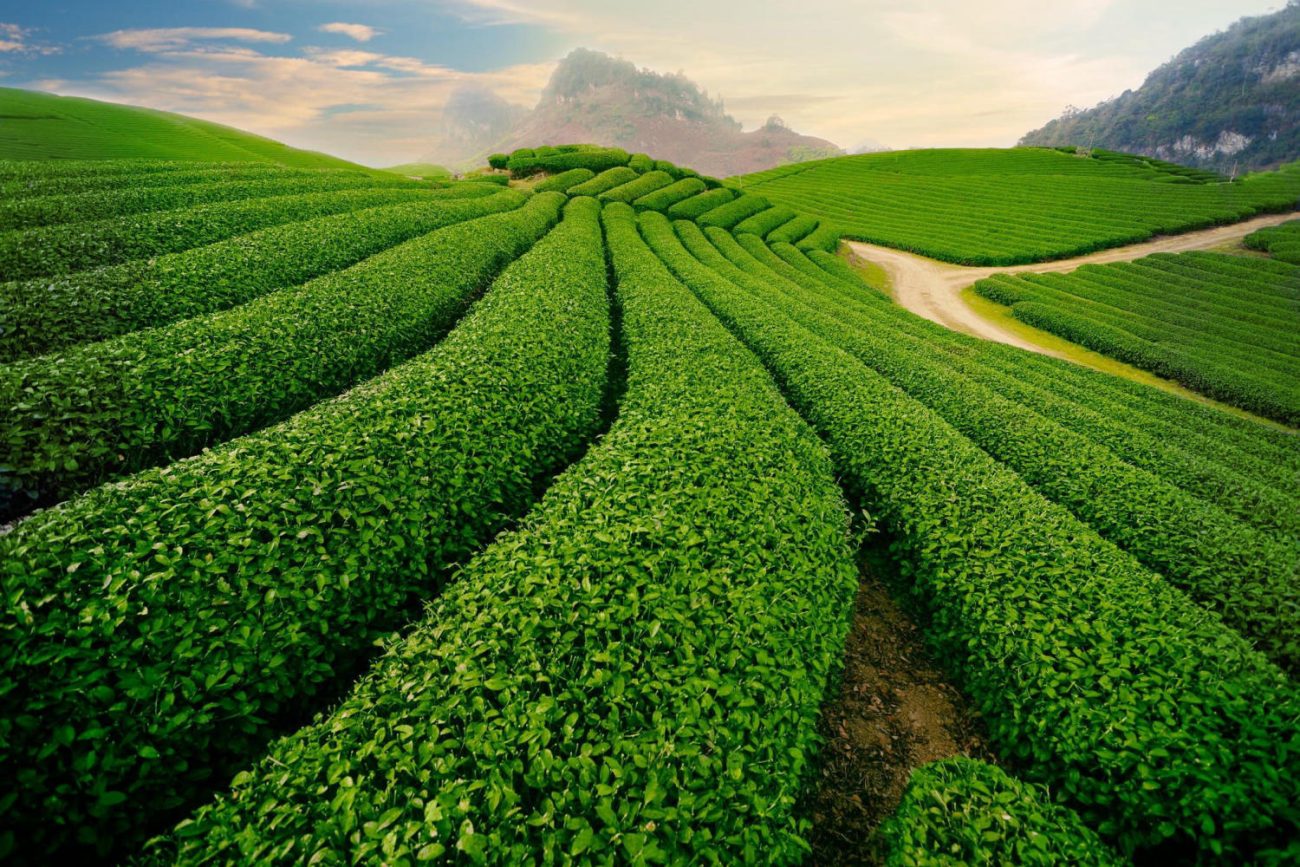 Đồi chè trái tim